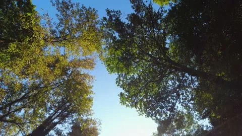 Tracking shot from below towards the treetops during a sunny day 库存影片 160082519