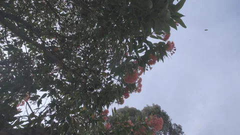 Tracking shot below yellow gum tree looking to the sky Stock Footage 260167838