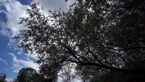 Tracking shot beneath a weeping riverside tree Video stock 234936398