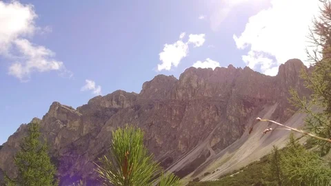 Tracking shot between pine needles with Puez view Video stock 79688445
