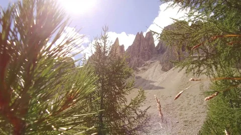 Tracking shot between pine needles with Puez view Stock-Footage 79688907
