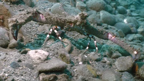 Tracking shot of big Crab opening its huge claws slowly Stock Footage 100602944