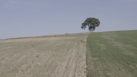 Tracking shot of big oak tree between the hills Stock-Footage 114693480
