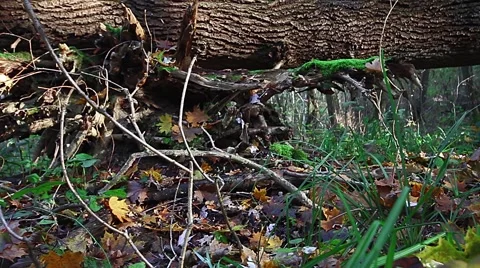 Tracking shot from a big old tree on the ground in the forest Stock-Footage 43942273