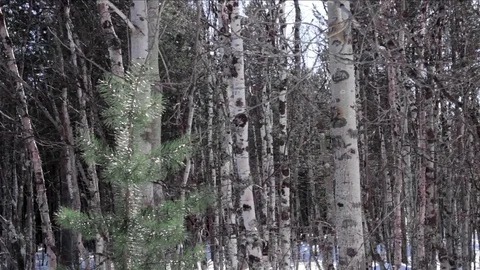 Tracking shot of birches and pine standing in winter forest 库存影片 75002958