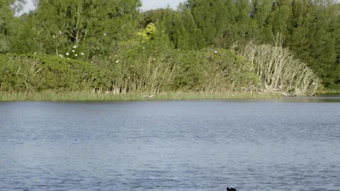 Tracking Shot of Bird Flying Low Over Lake Water Stock Footage 319924938