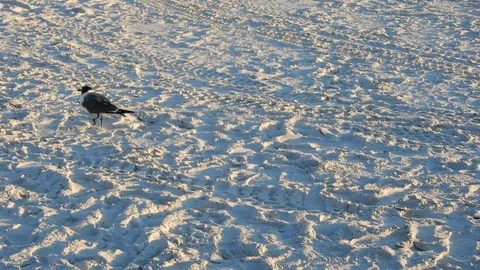 Tracking Shot Bird Walking Around No Beach With Tire Trackers Footprints Stock Footage 127249508