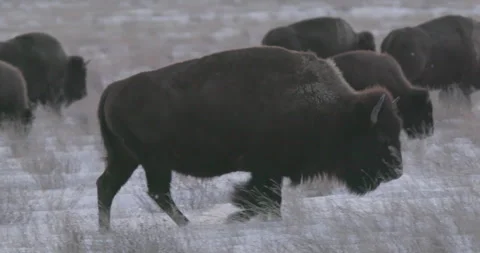 Tracking shot of Bison in Snow Covered Prairie Stock Footage 332436121