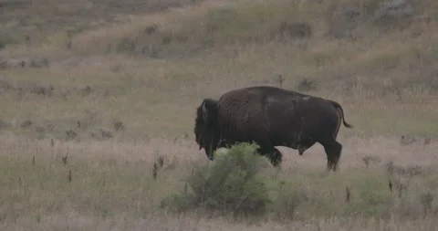 Tracking shot of bison strutting through a wild landscape Vídeos de archivo 332437720
