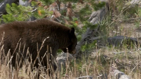 Tracking shot of a black bear walking at yellowstone Stock Footage 121608262