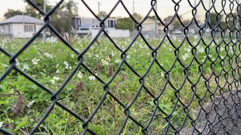 Tracking Shot of Black Chain-Link Fence in Front of Wildflower Field Stock Footage 339166858