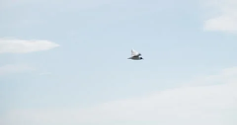 Tracking shot of black-headed-gull flying fast above the sea. Stock Footage 151926914