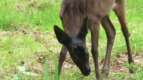 Tracking shot Black Roe Deer buck forages in field + looks up Stock Footage 24933184