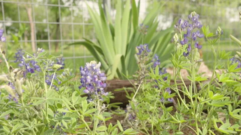 A tracking shot of bluebonnets swaying gently in a light breeze, Stock Footage 285594777
