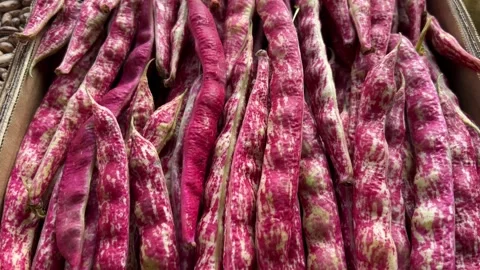 Tracking shot on borlotti cranberry Beans pod displayed Stock Footage 322017833