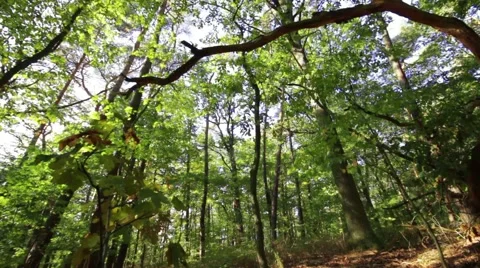 Tracking shot from bottom in the forest with back light 스톡 동영상 42017859