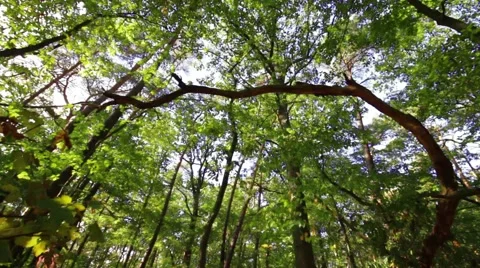 Tracking shot from bottom in the forest with back light Stock Footage 42020293