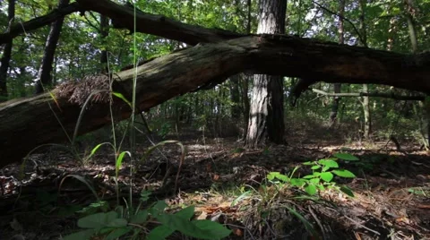 Tracking shot from broken tree in the forest Video stock 42013909