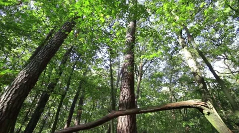 Tracking shot from a broken tree in the german forest Stock Footage 42015677