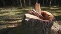 tracking shot of a broken tree stump HD 동영상