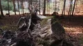 tracking shot of a broken tree stump HD-videomateriaal