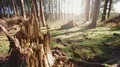 tracking shot of a broken tree stump HD видео футажи
