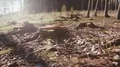 tracking shot of a broken tree stump HD-videomateriaal