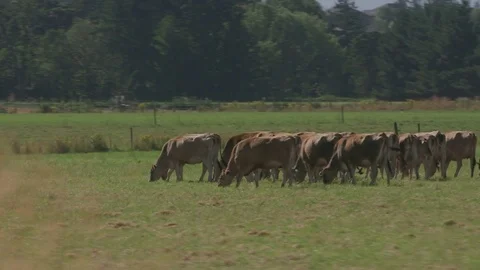 Tracking shot of brown cattle grazing in field, Willamette Valley Oregon, USA. Stock Footage 84552968