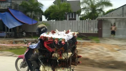 Tracking shot of caged chickens on the back of a motorbike in vietnam Stock Footage 77430754