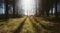 tracking shot of a calm forest backlight HD 동영상