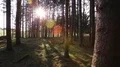 tracking shot of a calm forest backlight HD Footage