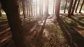 tracking shot of a calm forest backlight HD Footage