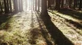 tracking shot of a calm forest backlight HD Footage