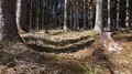 tracking shot of a calm forest HD Footage
