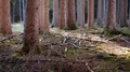 tracking shot of a calm forest HD-videomateriaal