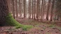 tracking shot of a calm forest HD 影片