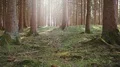 tracking shot of a calm forest HD Footage