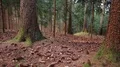 tracking shot of a calm forest HD Footage