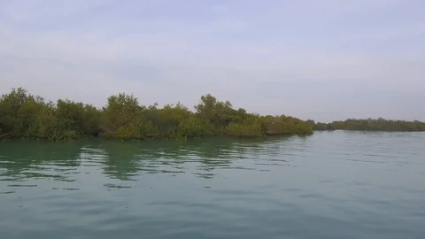 Tracking shot camera moves in tide waters of Avicennia marina trees inside water Stock Footage 111886228