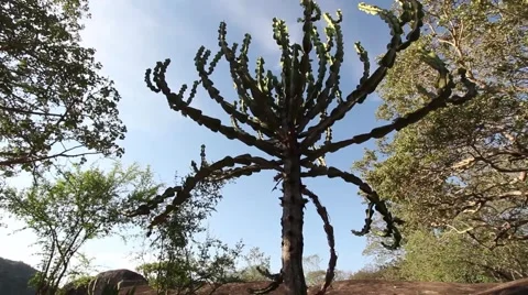 Tracking shot of a candelabra cactus tree in Matobo National Park, Zimbabwe Vidéo 68624019