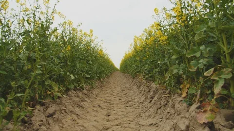 Tracking Shot of the Canola Fields and a Pathway in the Middle Video stock 114573042