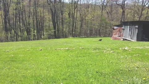 A Tracking Shot of a Cat in a Field Stock Footage 194060780