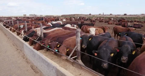 Tracking shot of cattle being fed in a feedlot Stock Footage 78193619