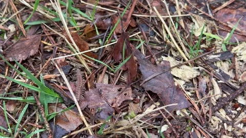 Tracking shot of a centipede purposefully crawling along the forest floor. Video stock 316698836