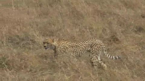 Tracking shot of a cheetah walking to the left in masai mara Stock Footage 69082816