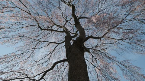 Tracking Shot Cherry Blossom Tree In Japan Stock Footage 125663418