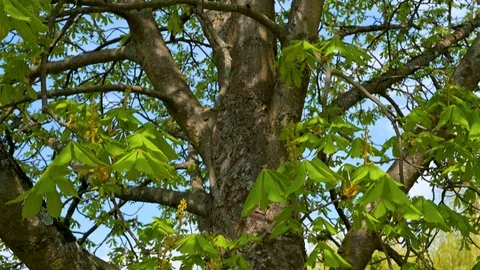 Tracking shot on a chestnut tree from bottom to top in springtime Stock Footage 128311391