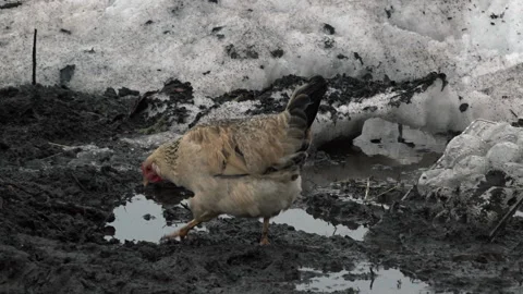 Tracking shot of chicken outside on patch of dirt with nearby snow, Alaska, USA 스톡 동영상 202913259