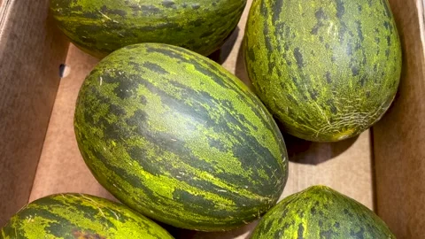 Tracking shot on Christmas melons or Piel de Sapo Stock Footage 297007334