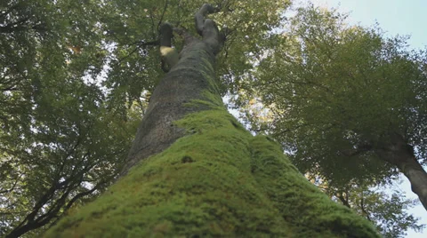 Tracking Shot Climbing Up A Tree Stock Footage 36627477